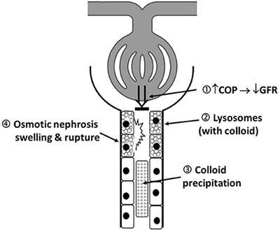 Colloids Yes or No? - a “Gretchen Question” Answered